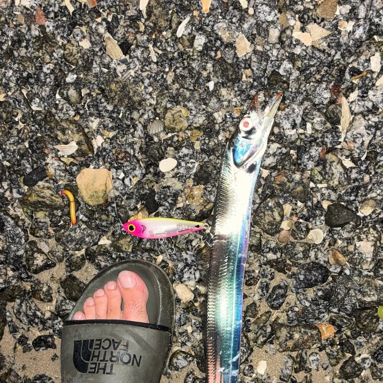Atlantic cutlassfish caught on Fishbrain