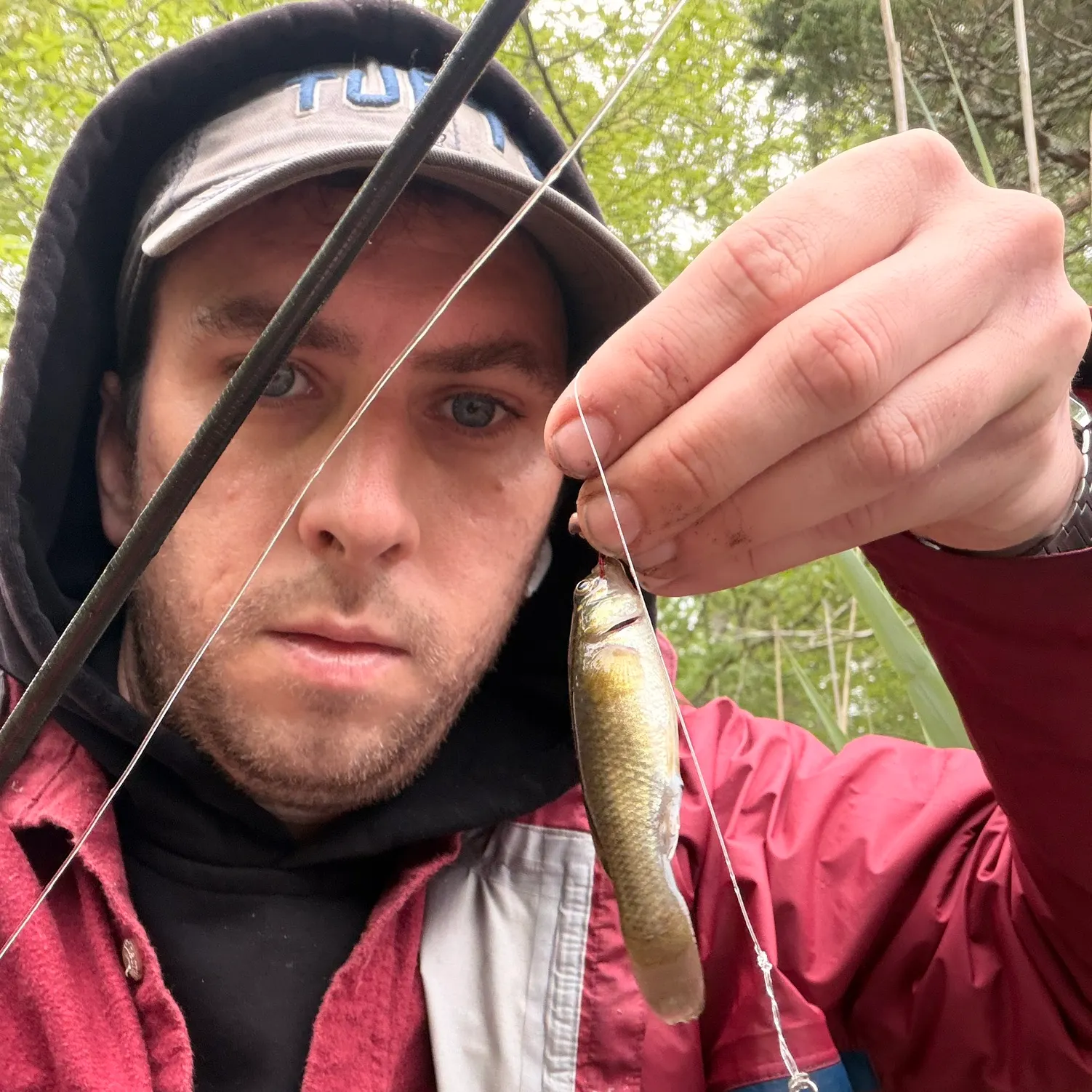 The most recent Grass pickerel catches on Fishbrain