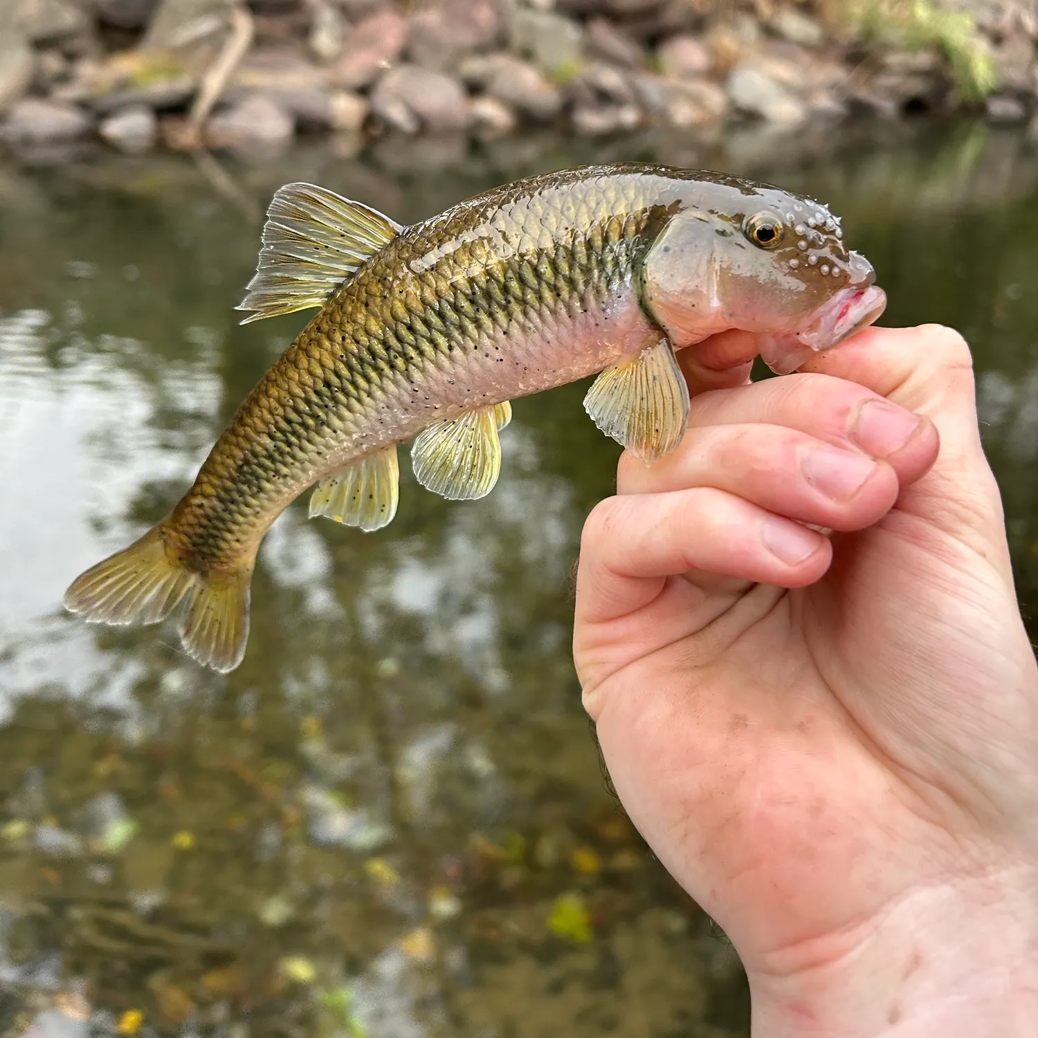 Hornyhead chub caught on Fishbrain