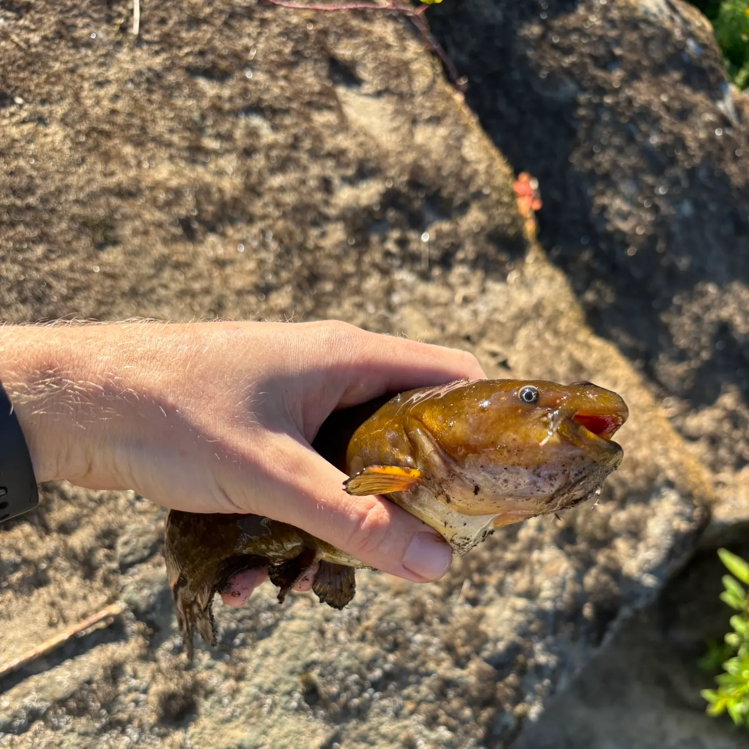 catch