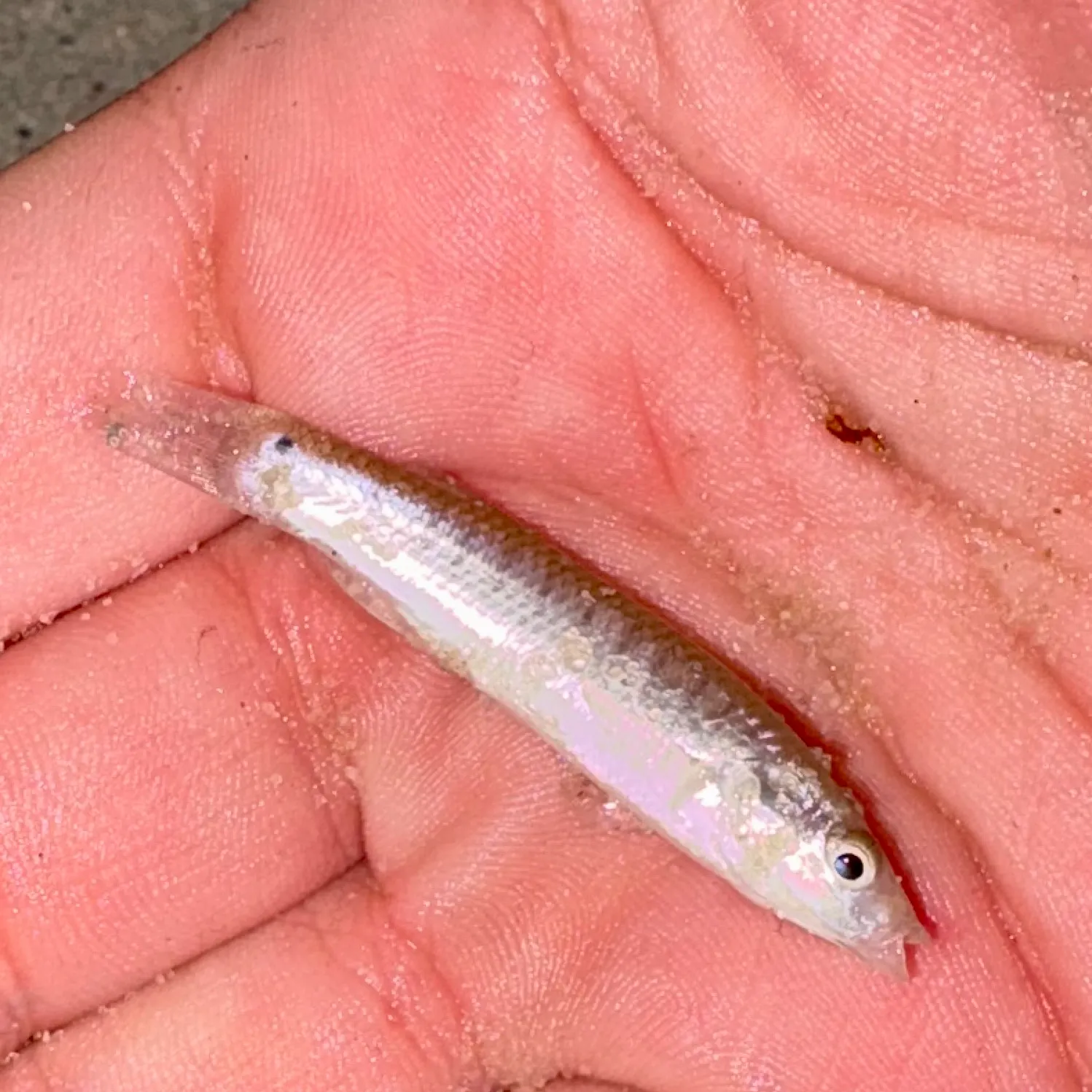 The most recent Striped killifish catches on Fishbrain