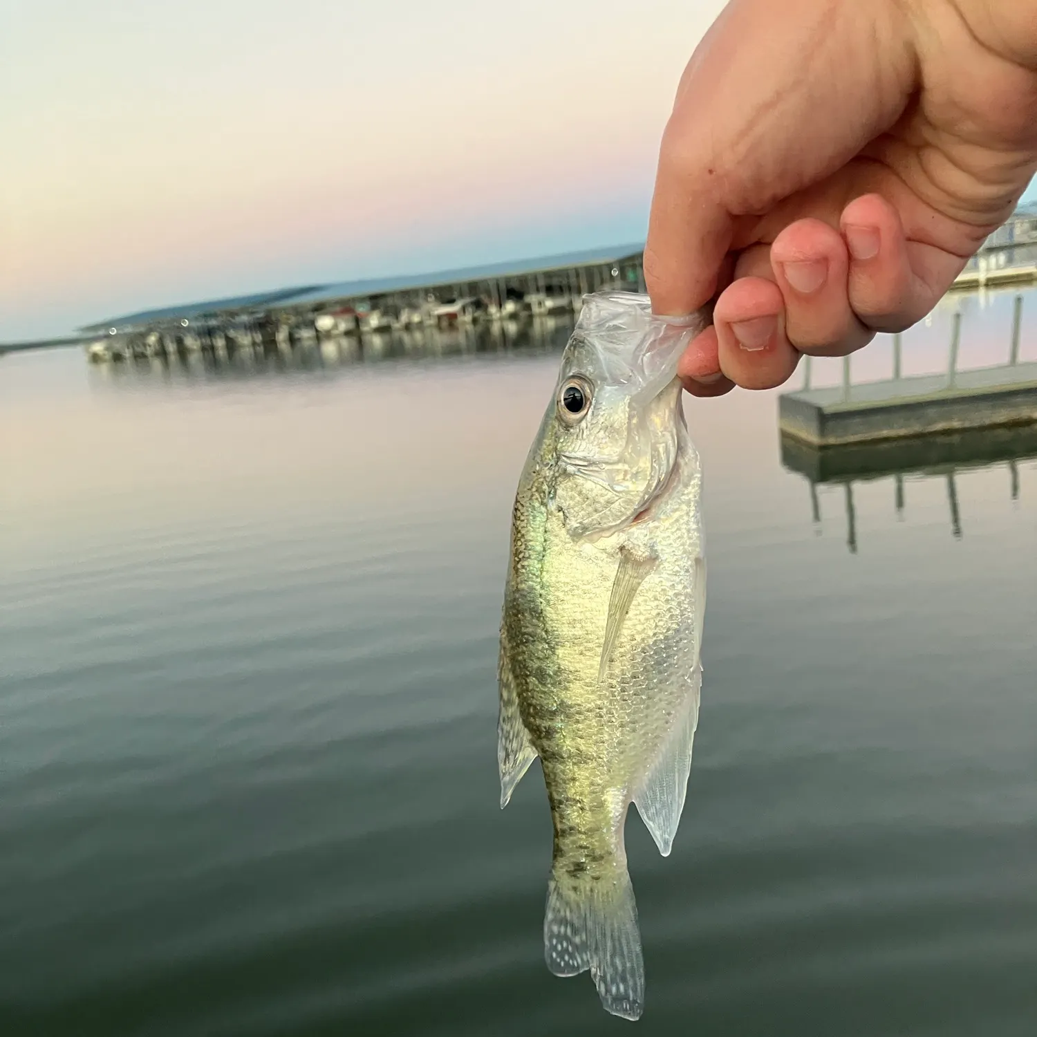 White crappie caught on Fishbrain