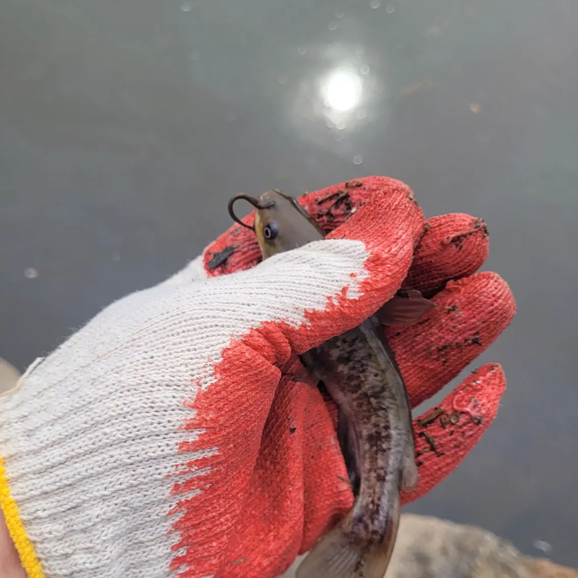 The most recent Flat bullhead catches on Fishbrain
