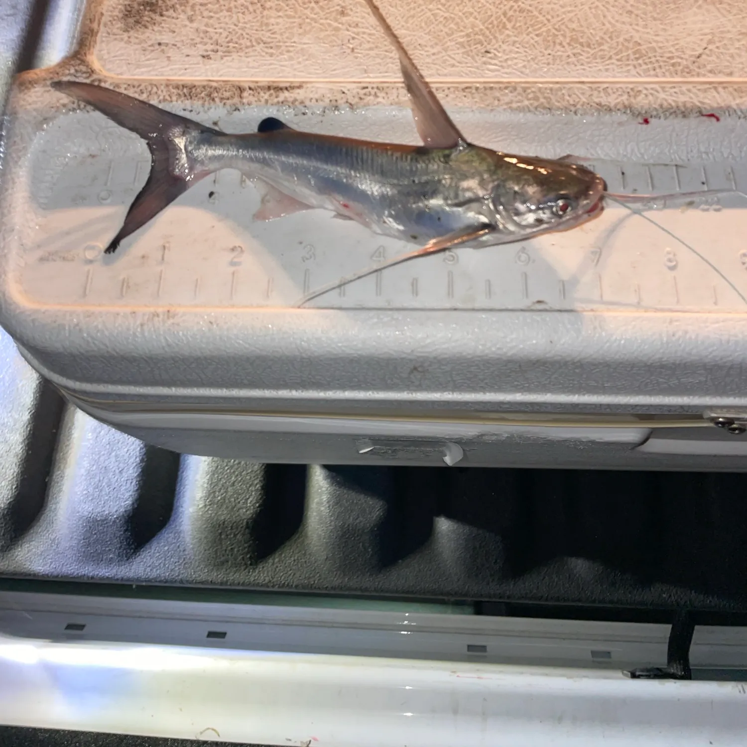 Gafftopsail sea catfish caught on Fishbrain