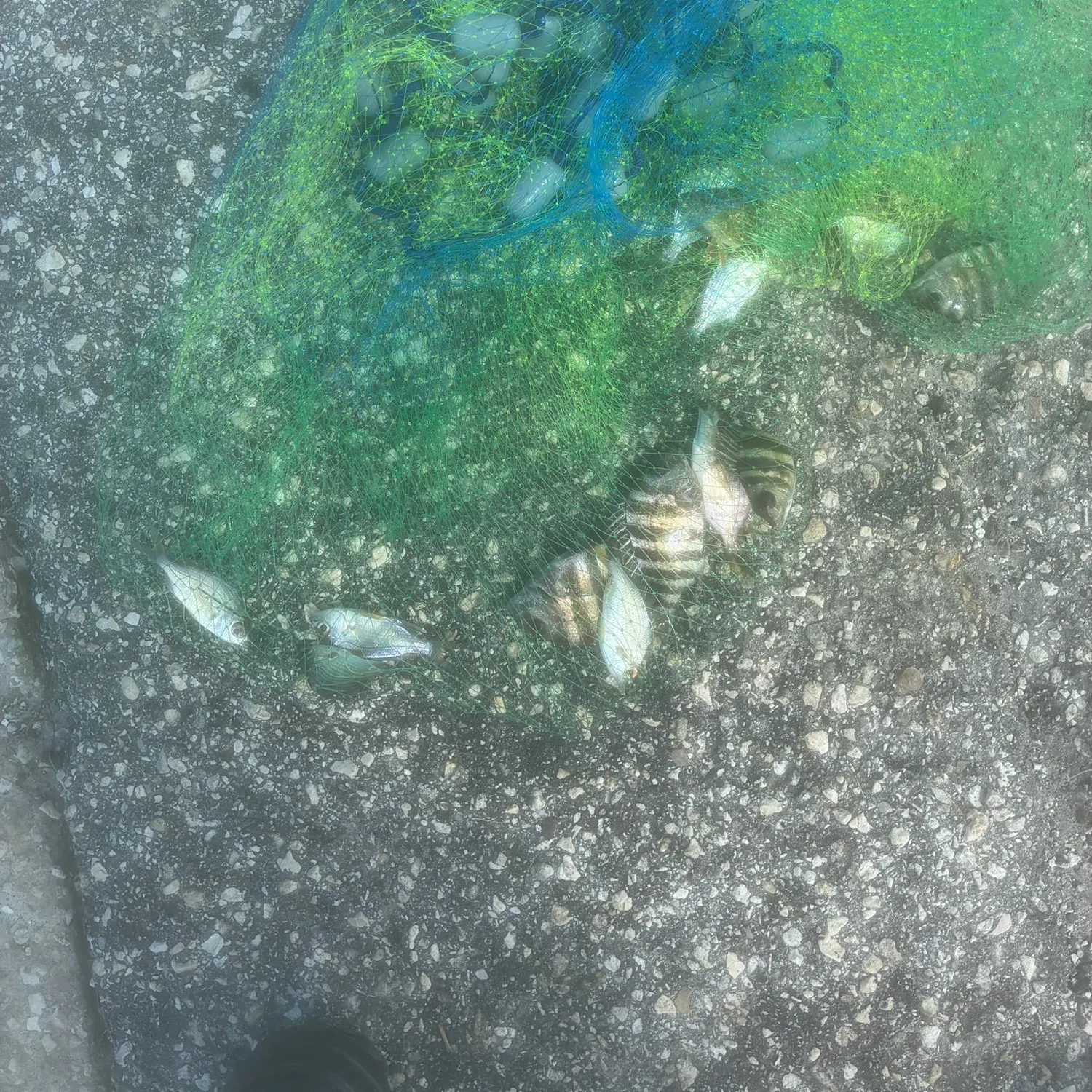 Striped mojarra caught on Fishbrain