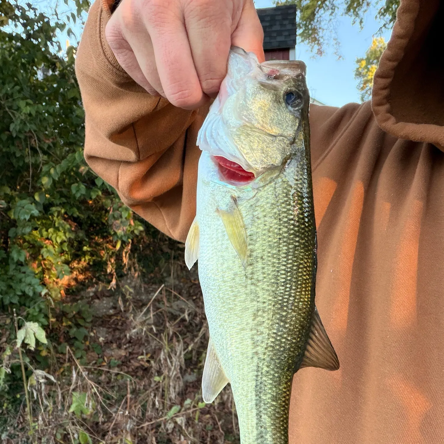 Largemouth bass caught on Fishbrain