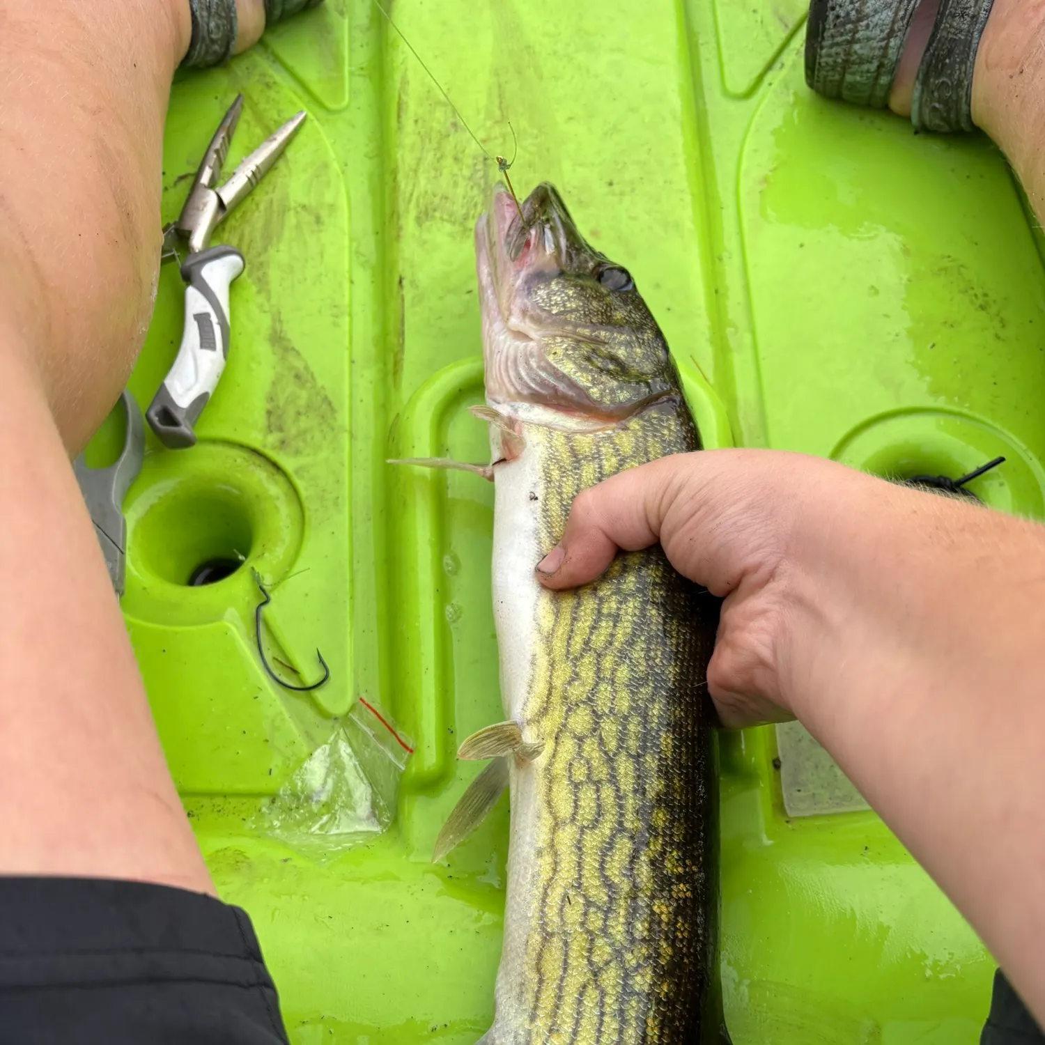 Chain pickerel caught on Fishbrain