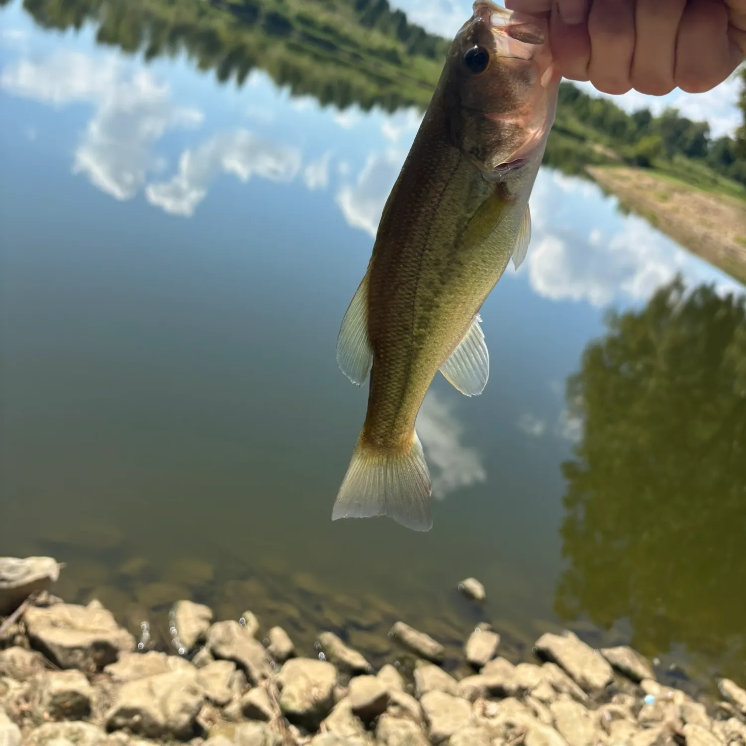 Largemouth bass caught on Fishbrain