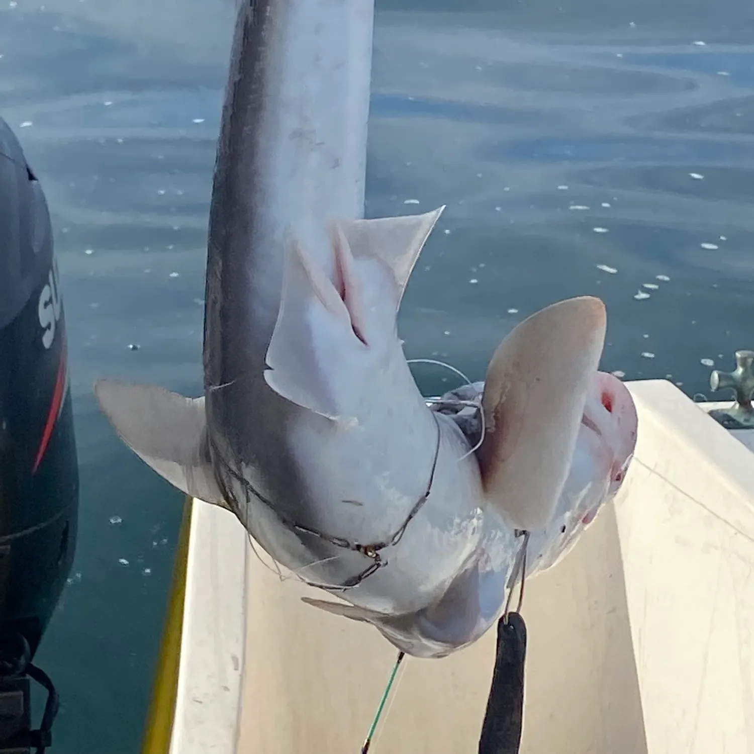 most liked catch image