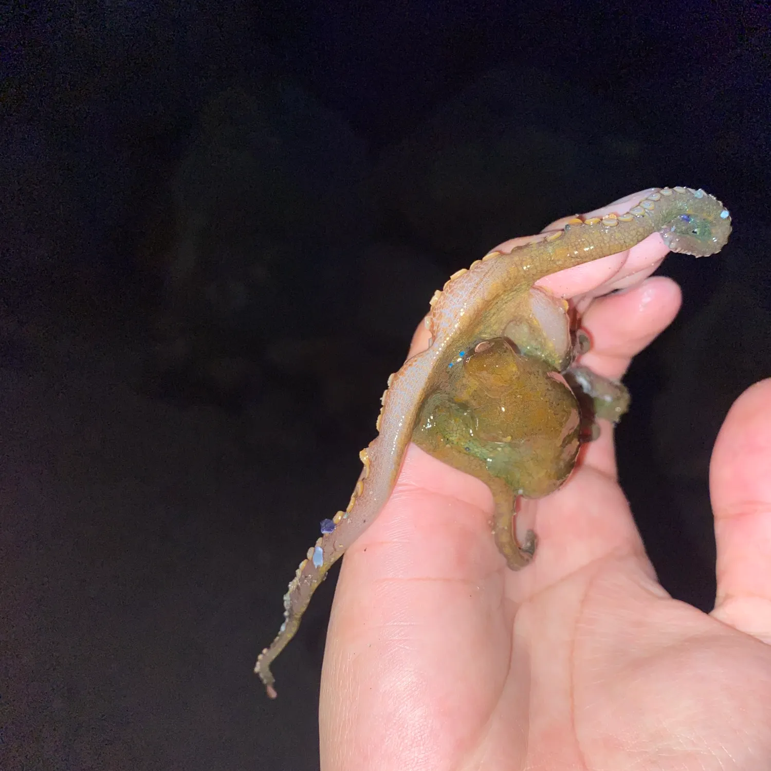 The most recent California two-spot octopus catches on Fishbrain