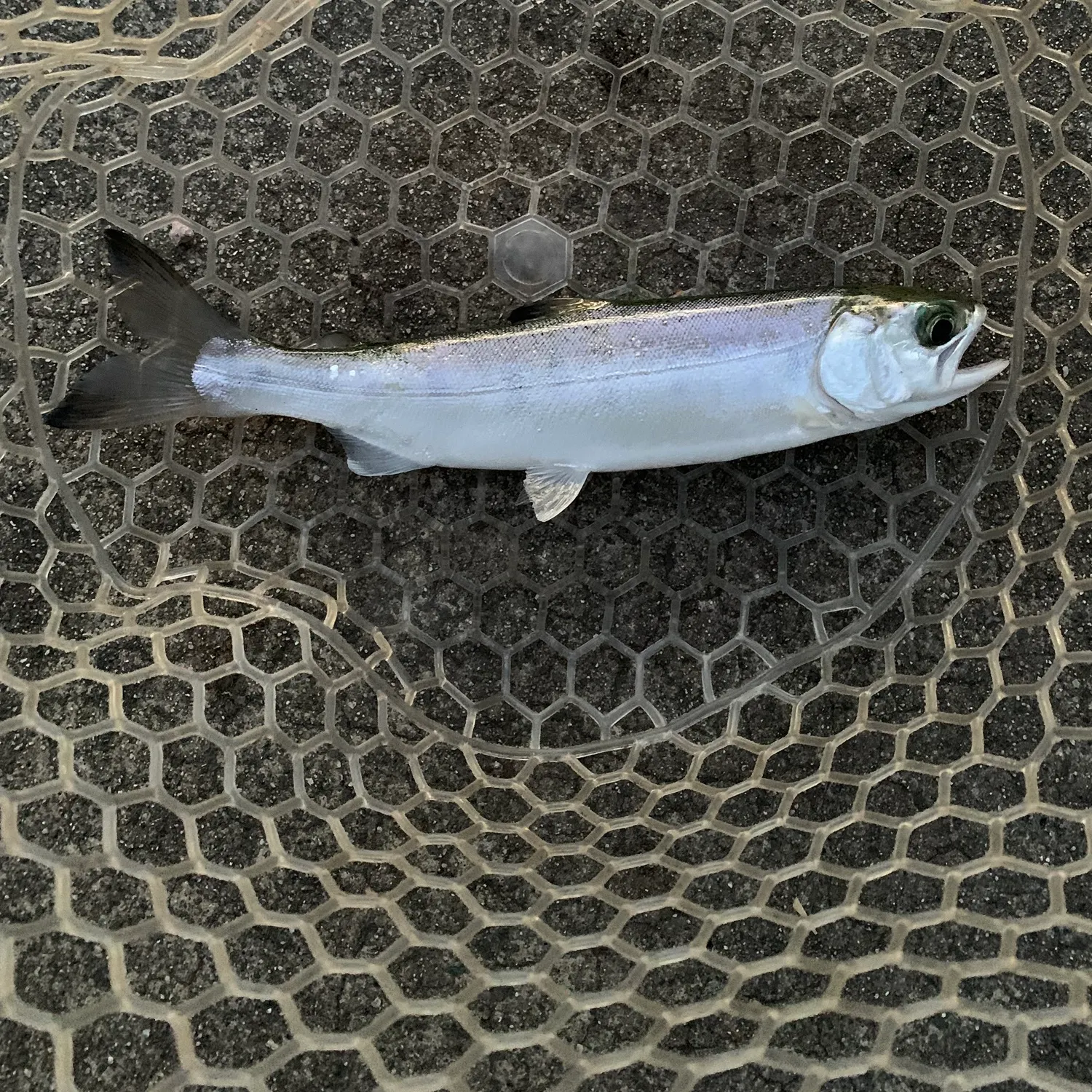 The most recent Chinook salmon catches on Fishbrain