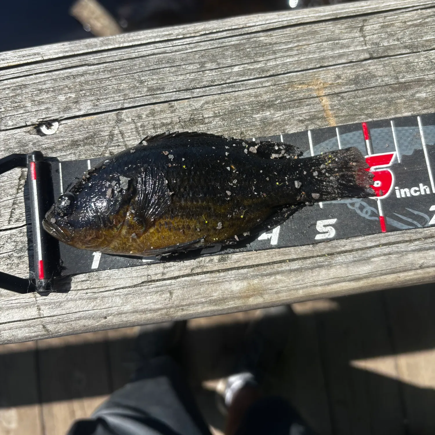 The most recent Mud sunfish catches on Fishbrain