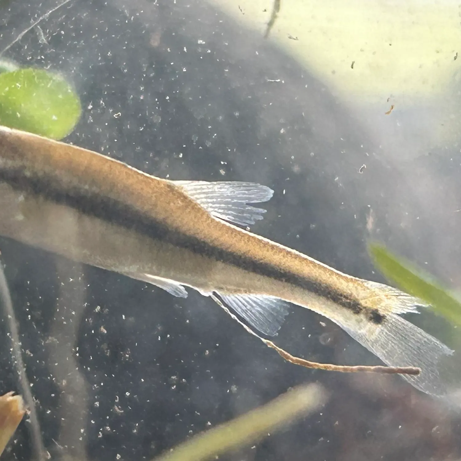 The most recent Eastern blacknose dace catches on Fishbrain