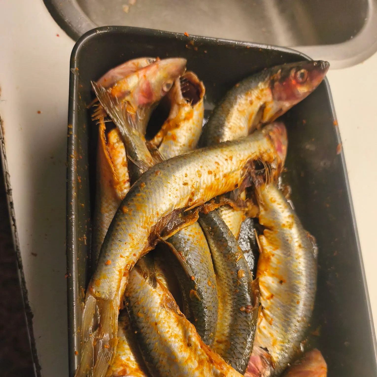 The most recent European eel catches on Fishbrain