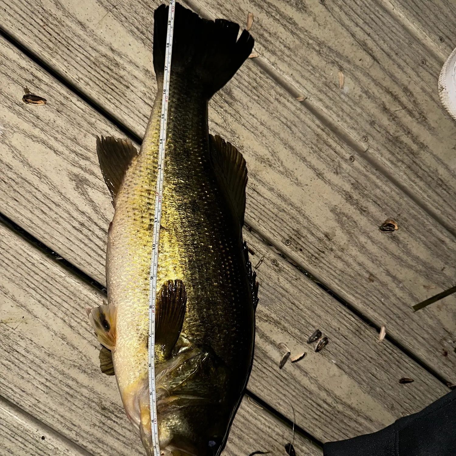 Largemouth bass caught on Fishbrain