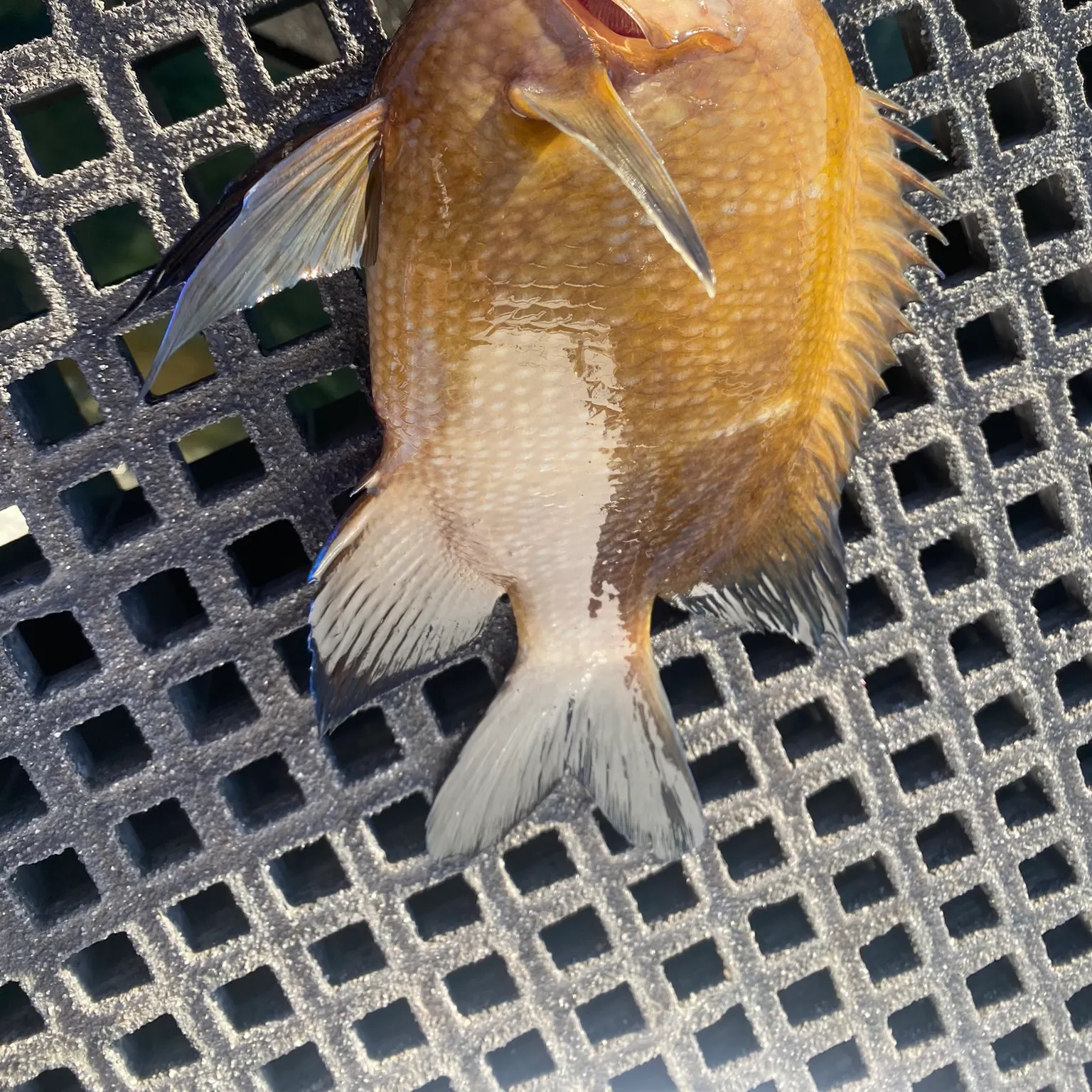 most liked catch image