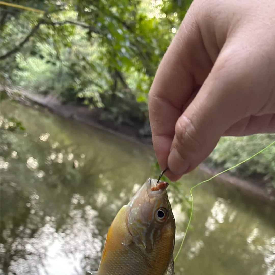 Redbreast sunfish caught on Fishbrain