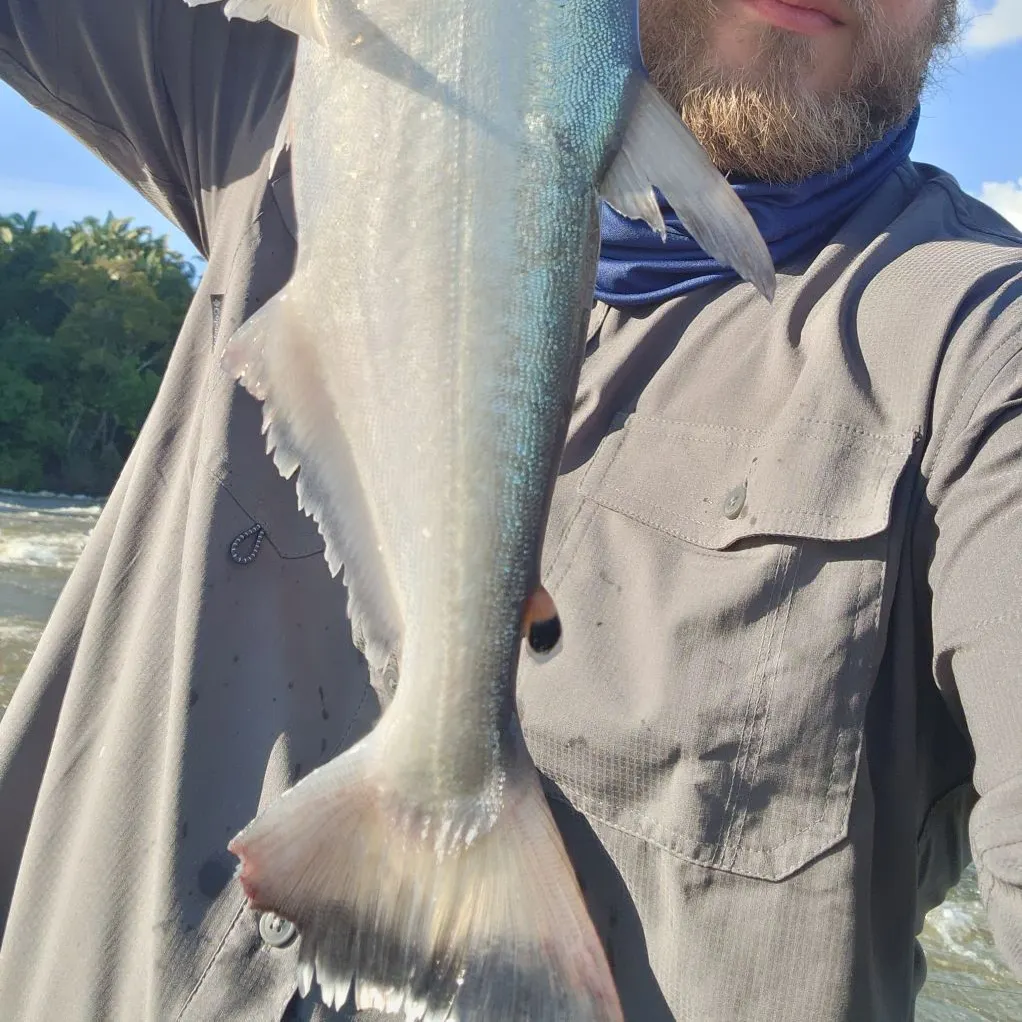 The most recent Vampire fish catches on Fishbrain