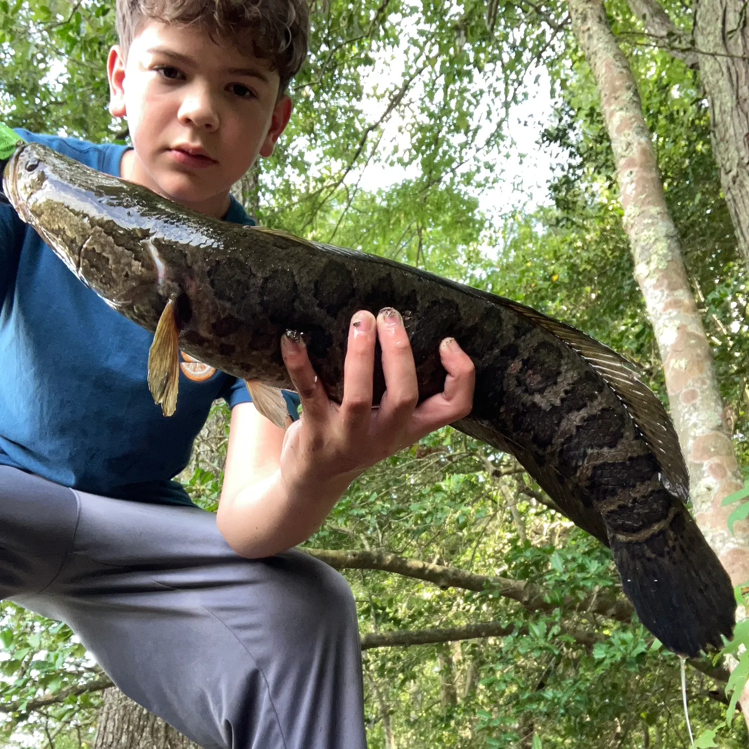 Northern snakehead caught on Fishbrain