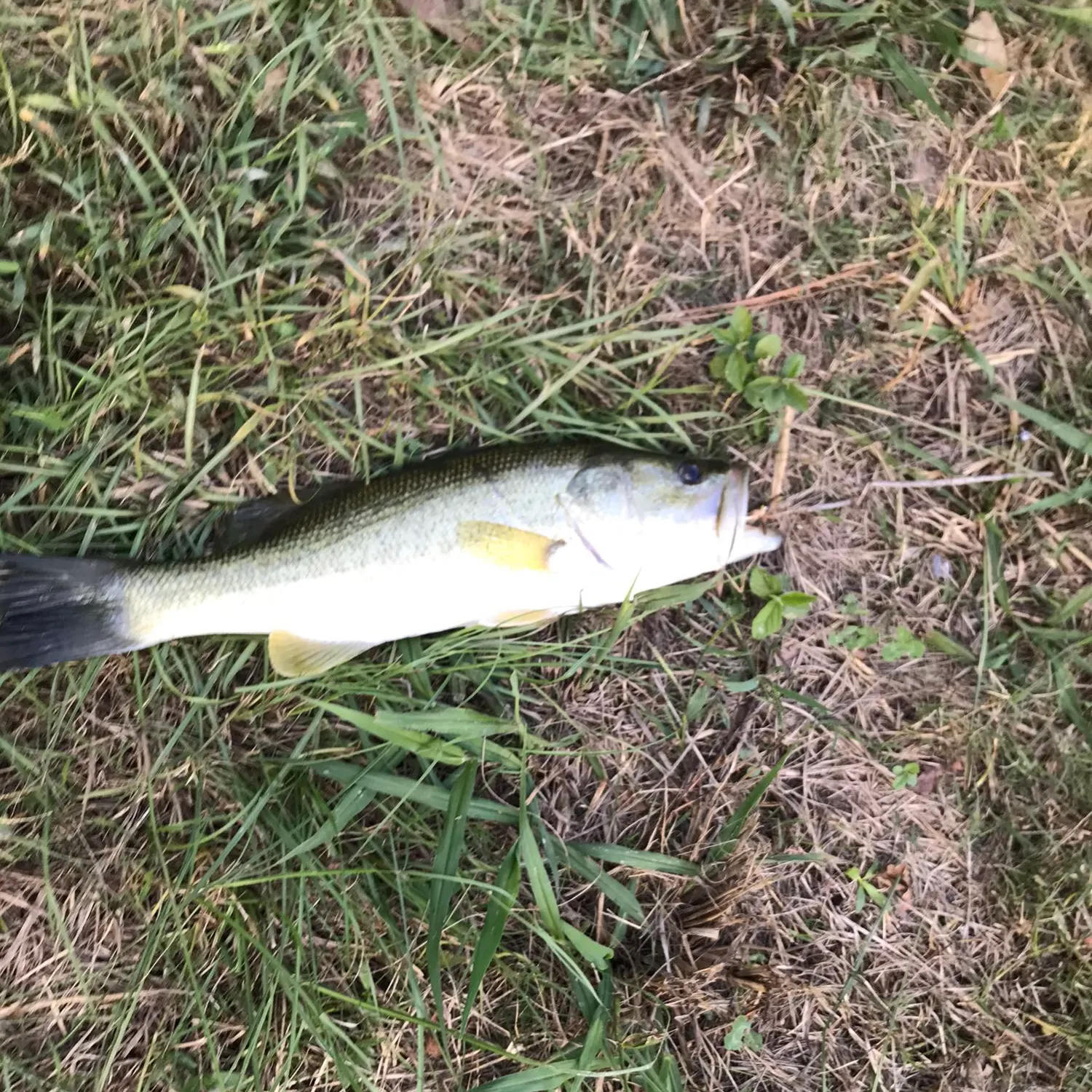 angler catch