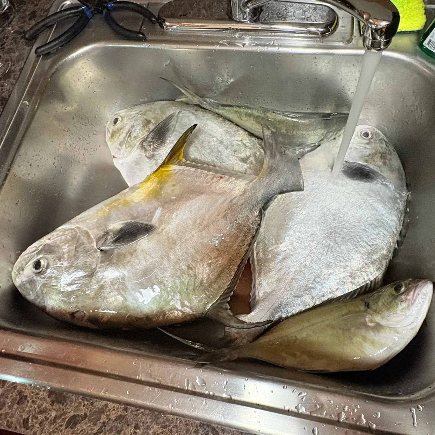 The most recent Permit catches on Fishbrain