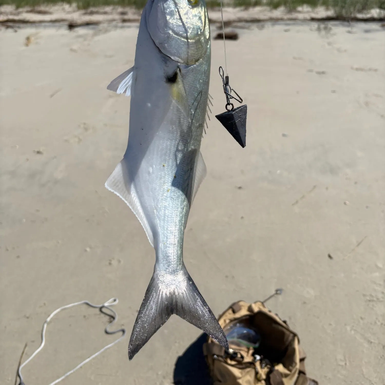 Bluefish caught on Fishbrain