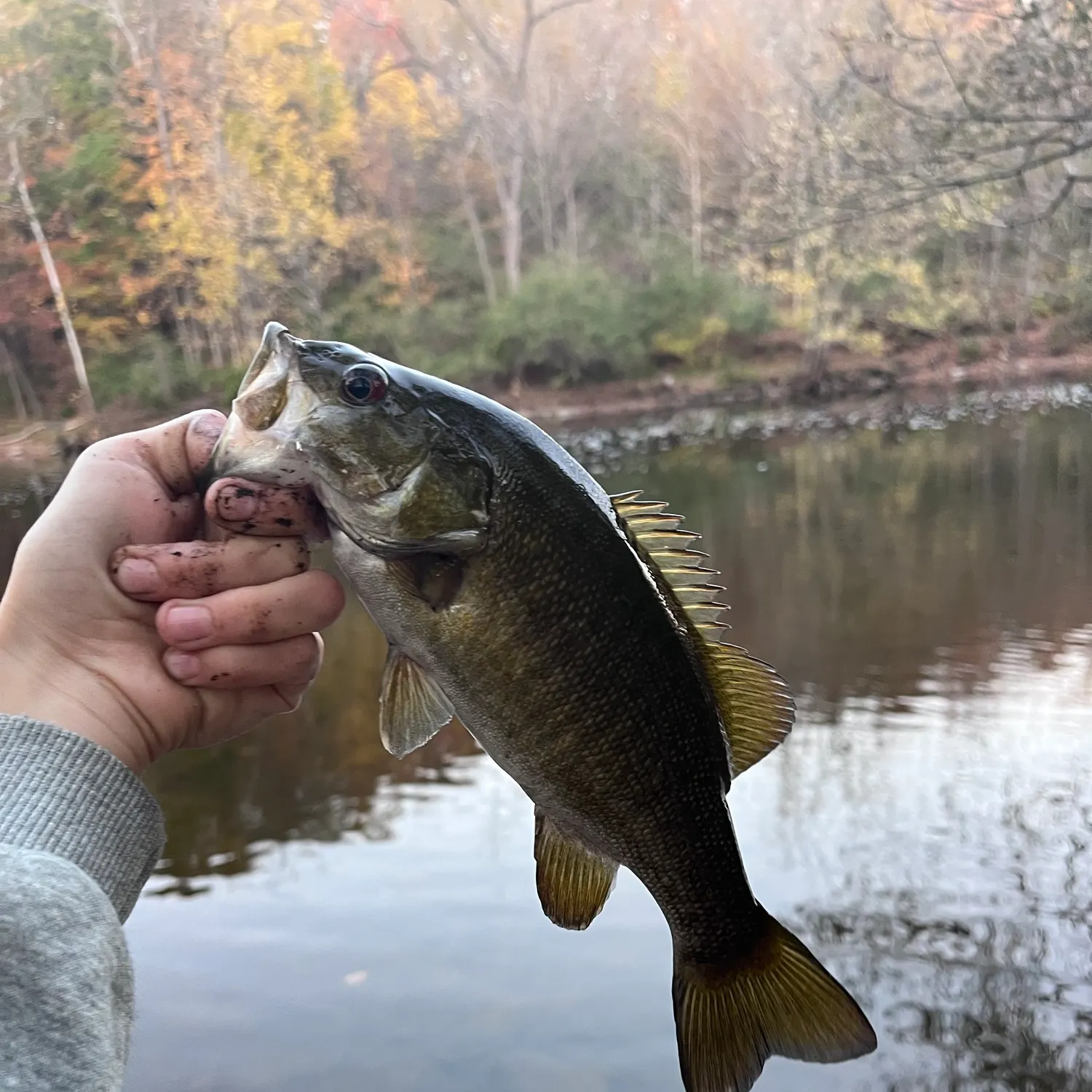 Smallmouth bass caught on Fishbrain