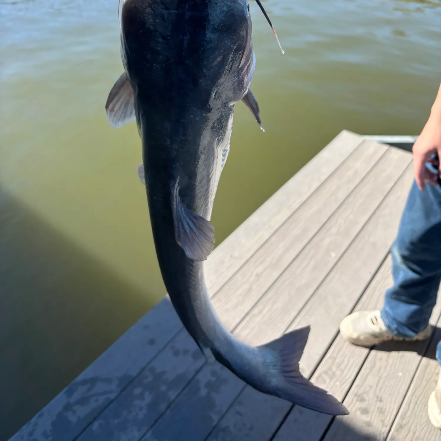 Blue catfish caught on Fishbrain