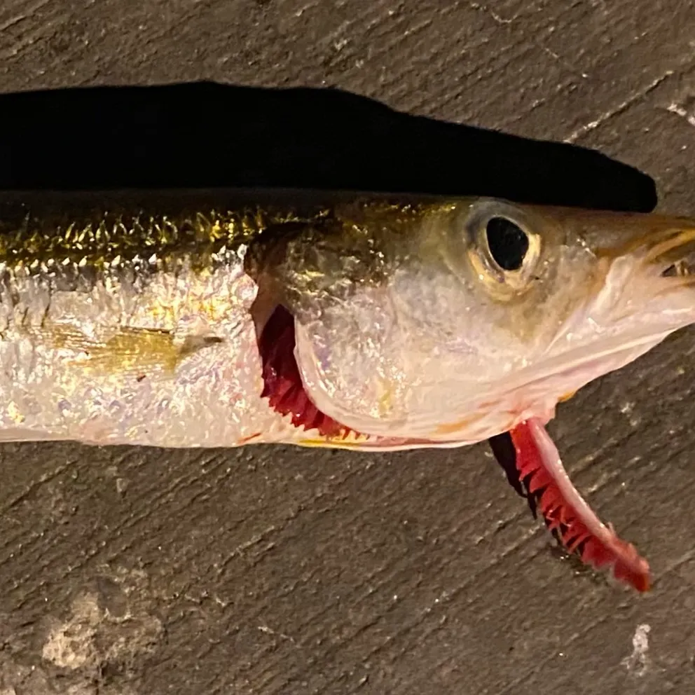 Alligator gar caught on Fishbrain
