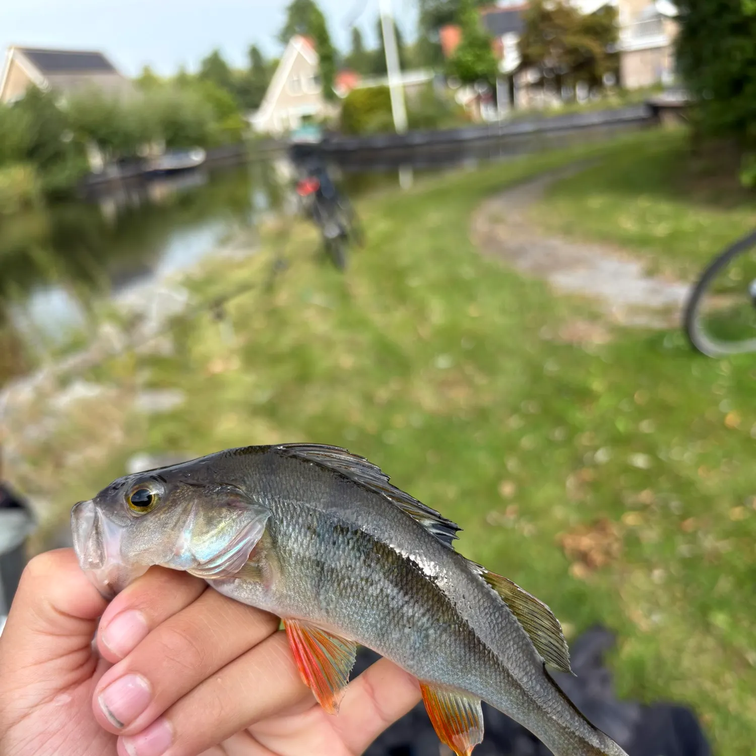 European perch caught on Fishbrain