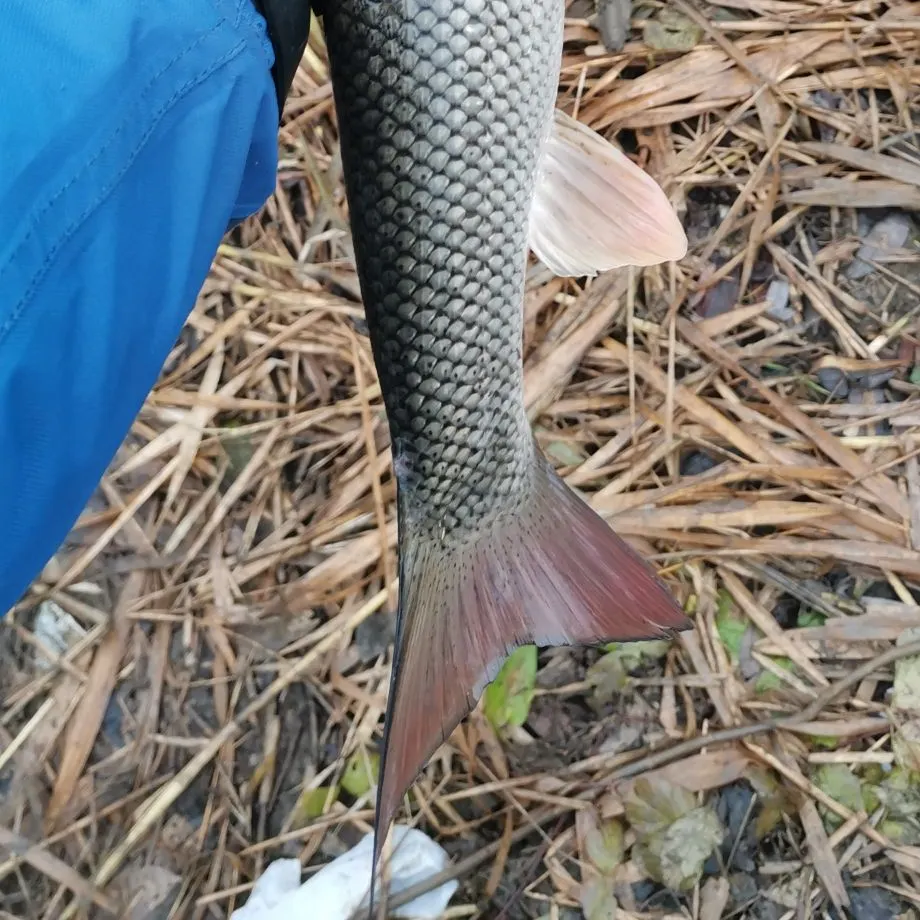 The most recent Common barbel catches on Fishbrain
