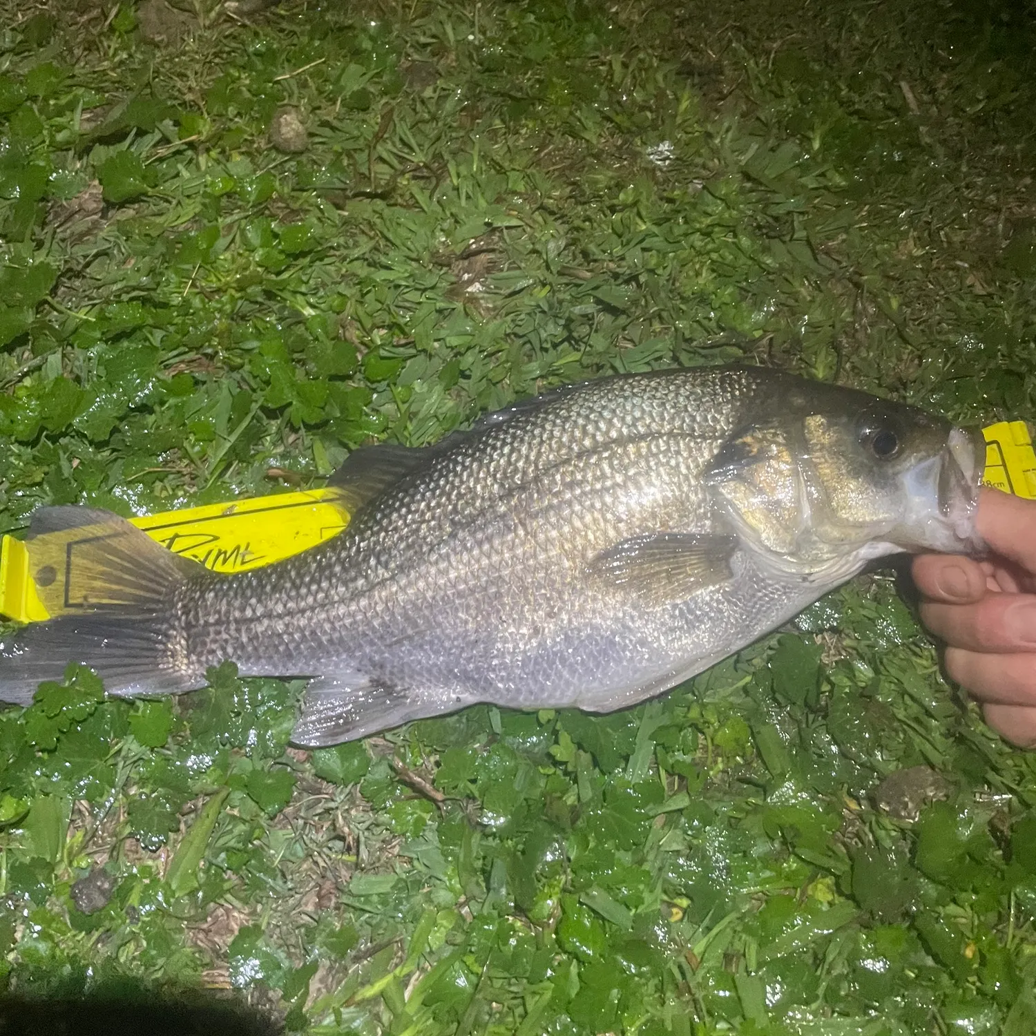 The most recent Australian bass catches on Fishbrain