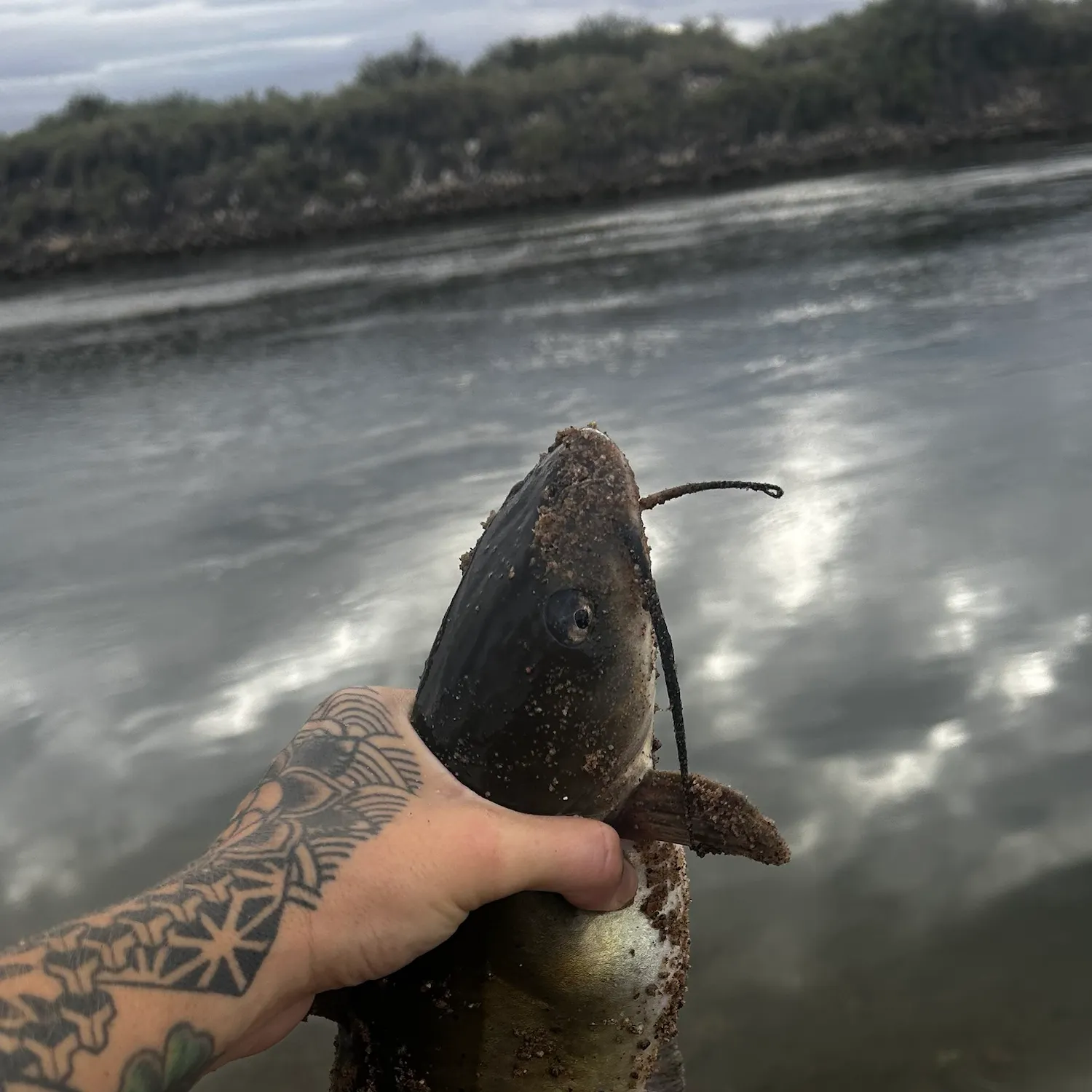 Channel catfish caught on Fishbrain