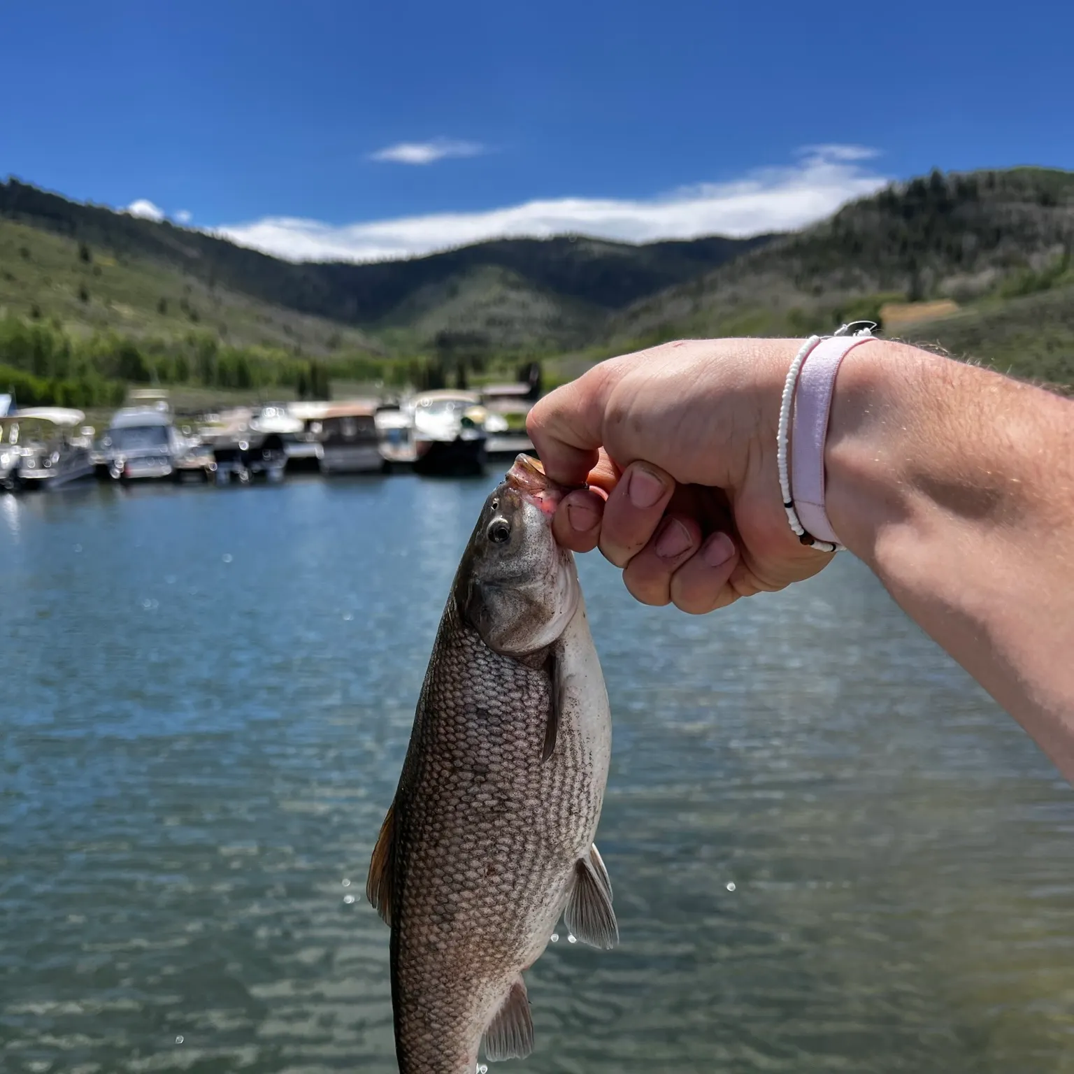 The most recent Utah chub catches on Fishbrain