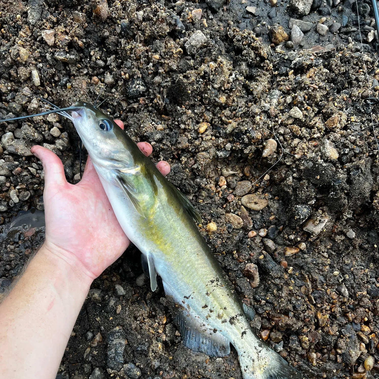 Channel catfish caught on Fishbrain