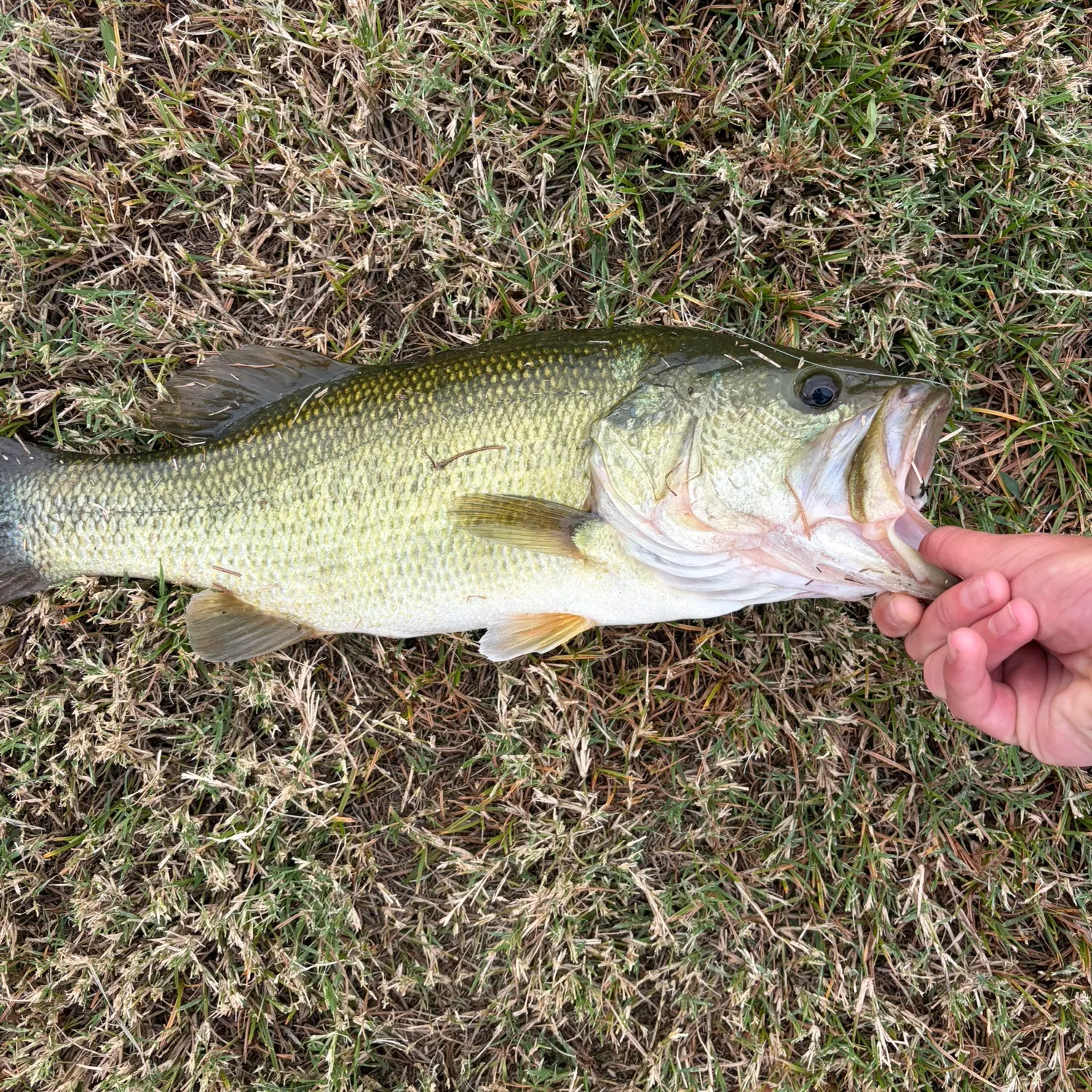 Fish caught on Fishbrain