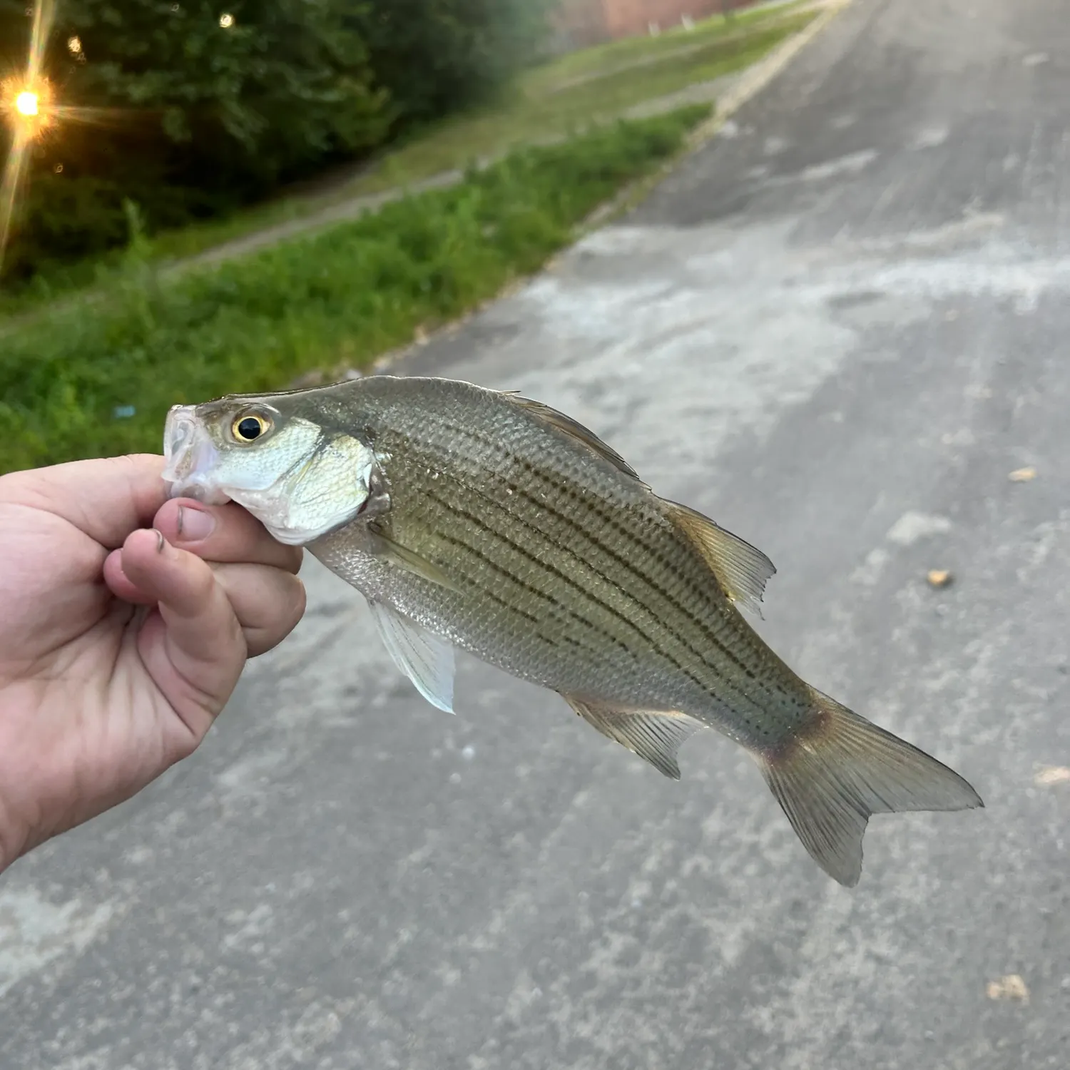 White bass caught on Fishbrain
