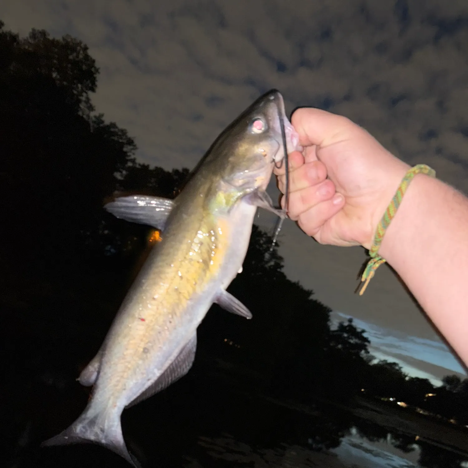 Channel catfish caught on Fishbrain