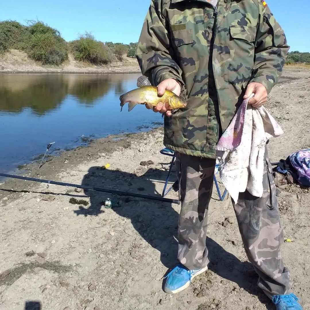 The most recent Tench catches on Fishbrain