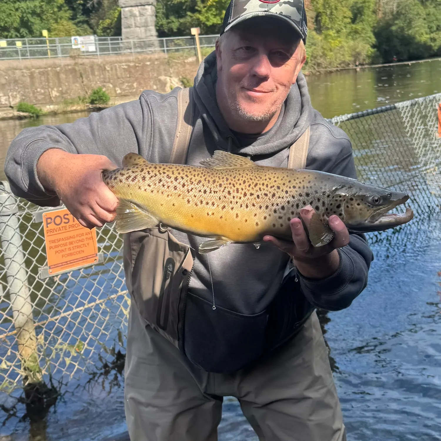Brown trout caught on Fishbrain
