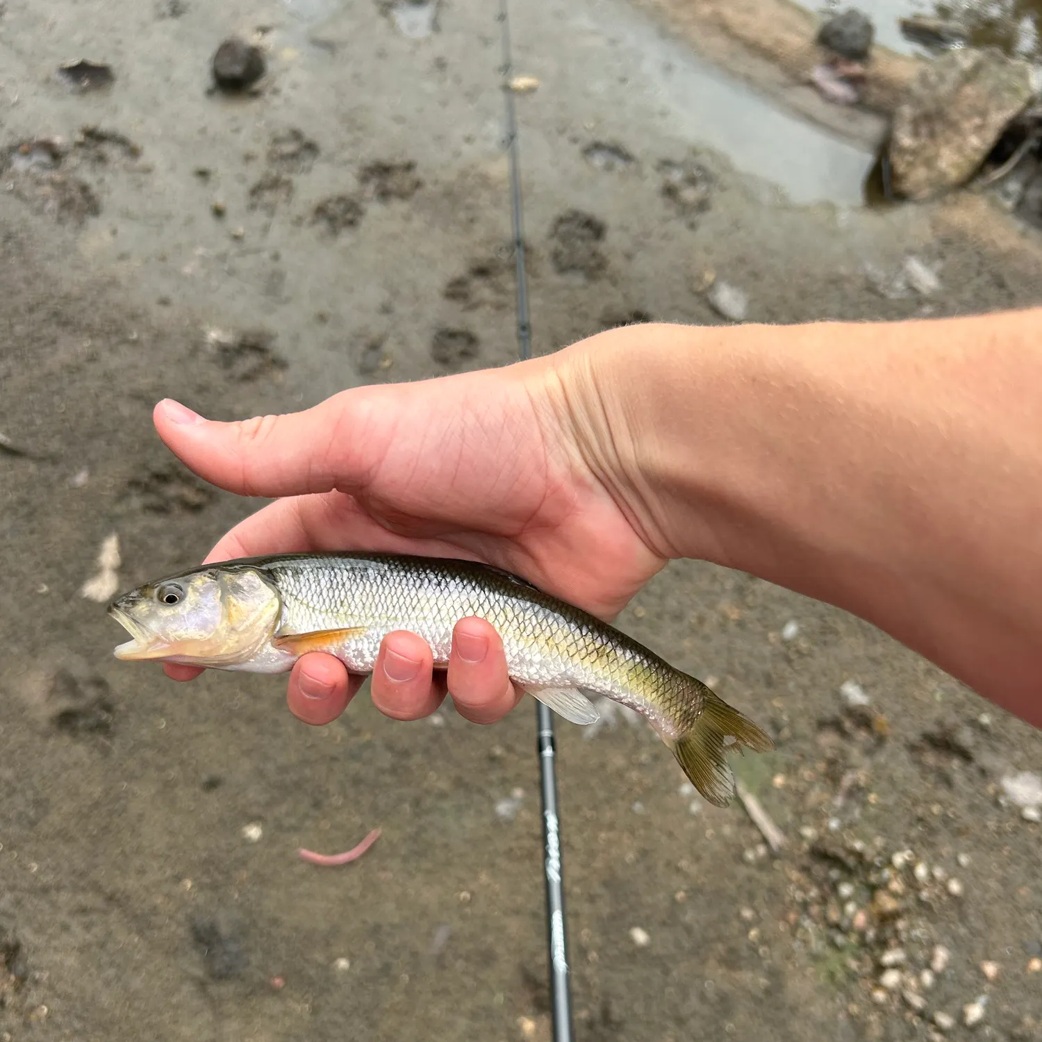 Creek chub caught on Fishbrain