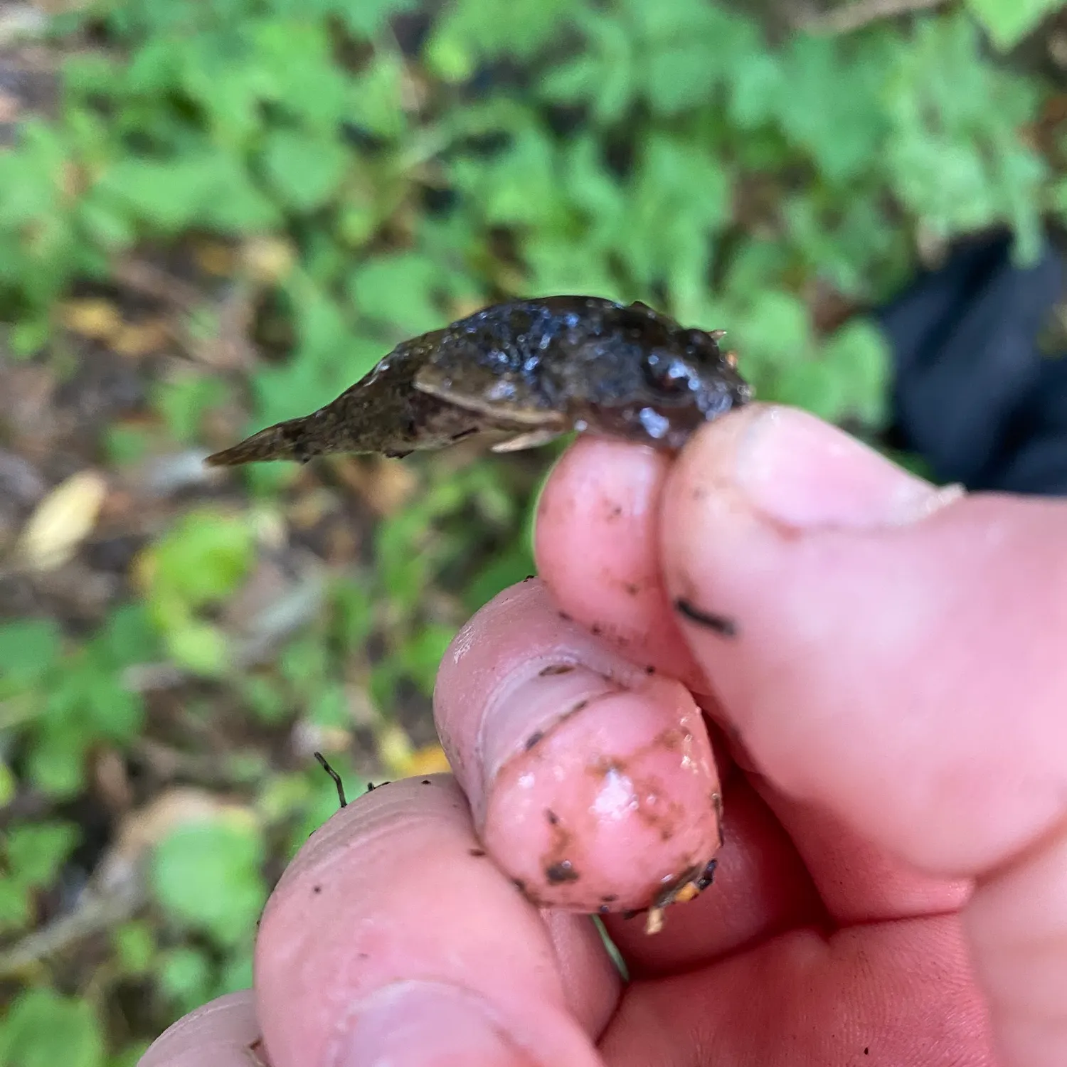 The most recent European bullhead catches on Fishbrain
