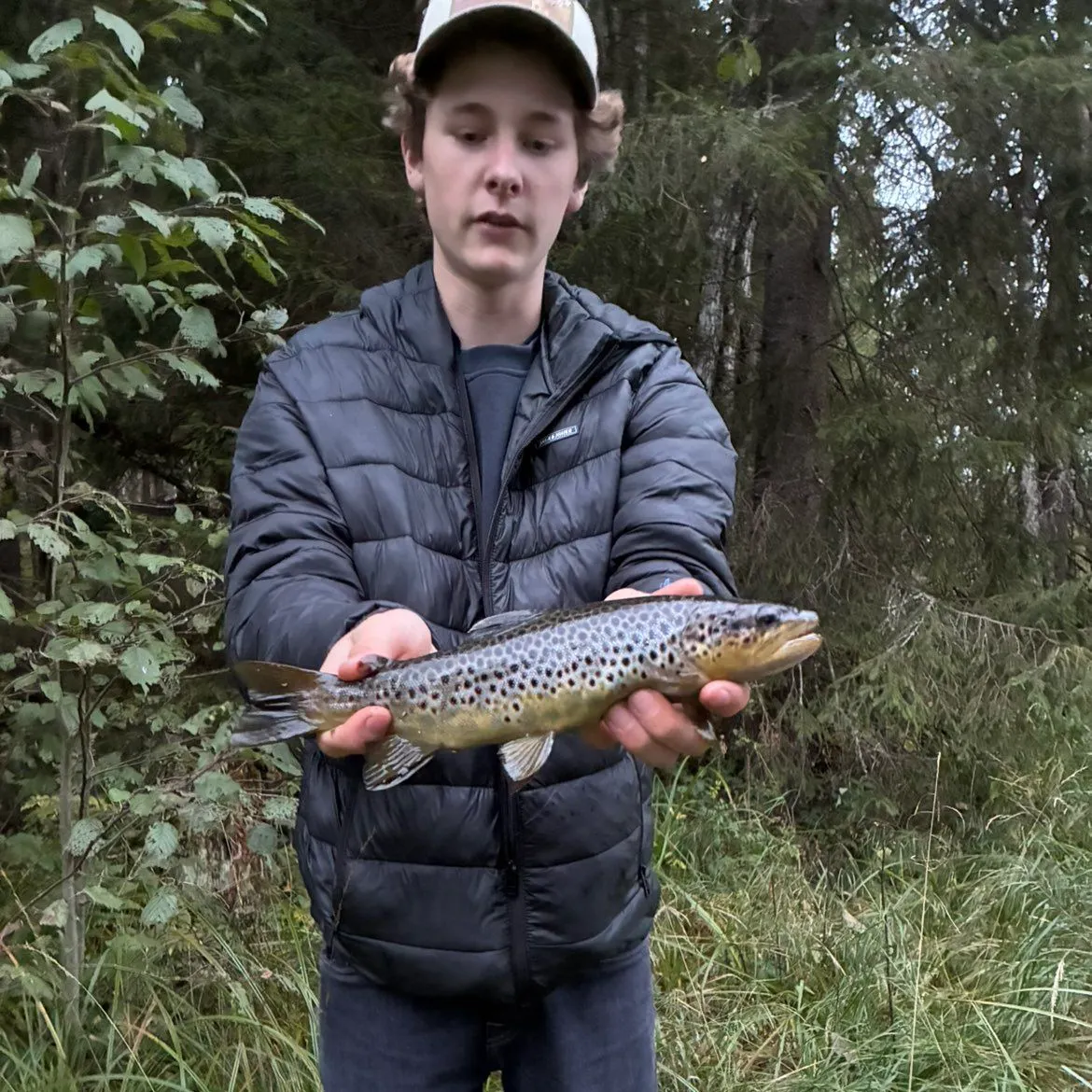 Brown trout caught on Fishbrain