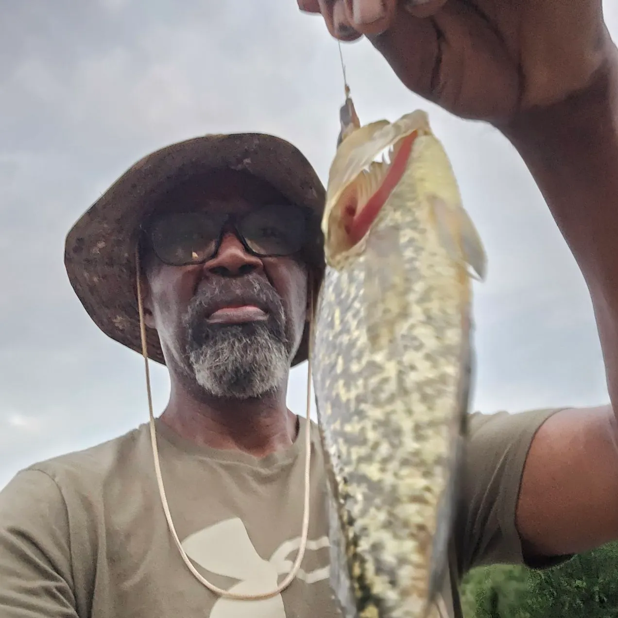 The most recent Grass pickerel catches on Fishbrain