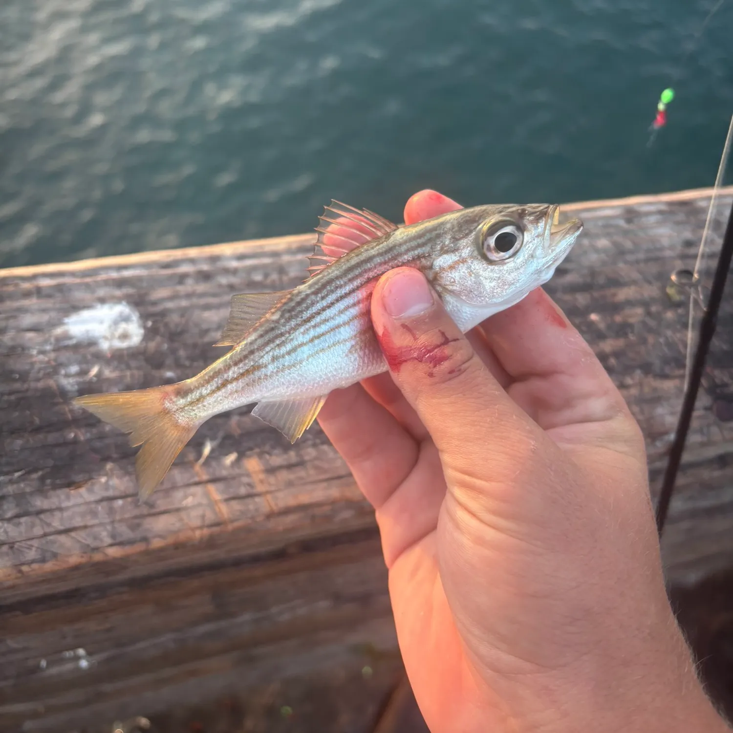 The most recent Californian salema catches on Fishbrain