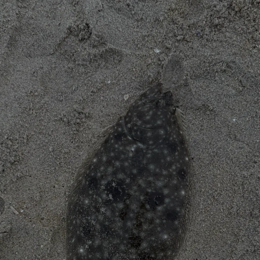 Summer flounder caught on Fishbrain