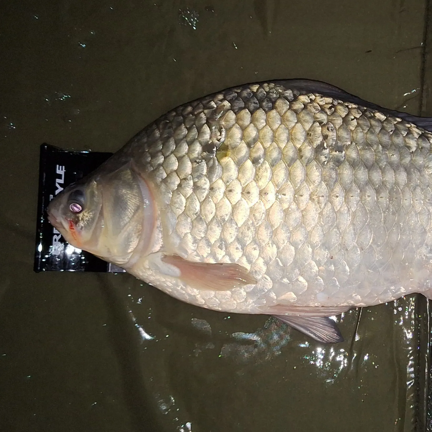 The most recent Prussian carp catches on Fishbrain