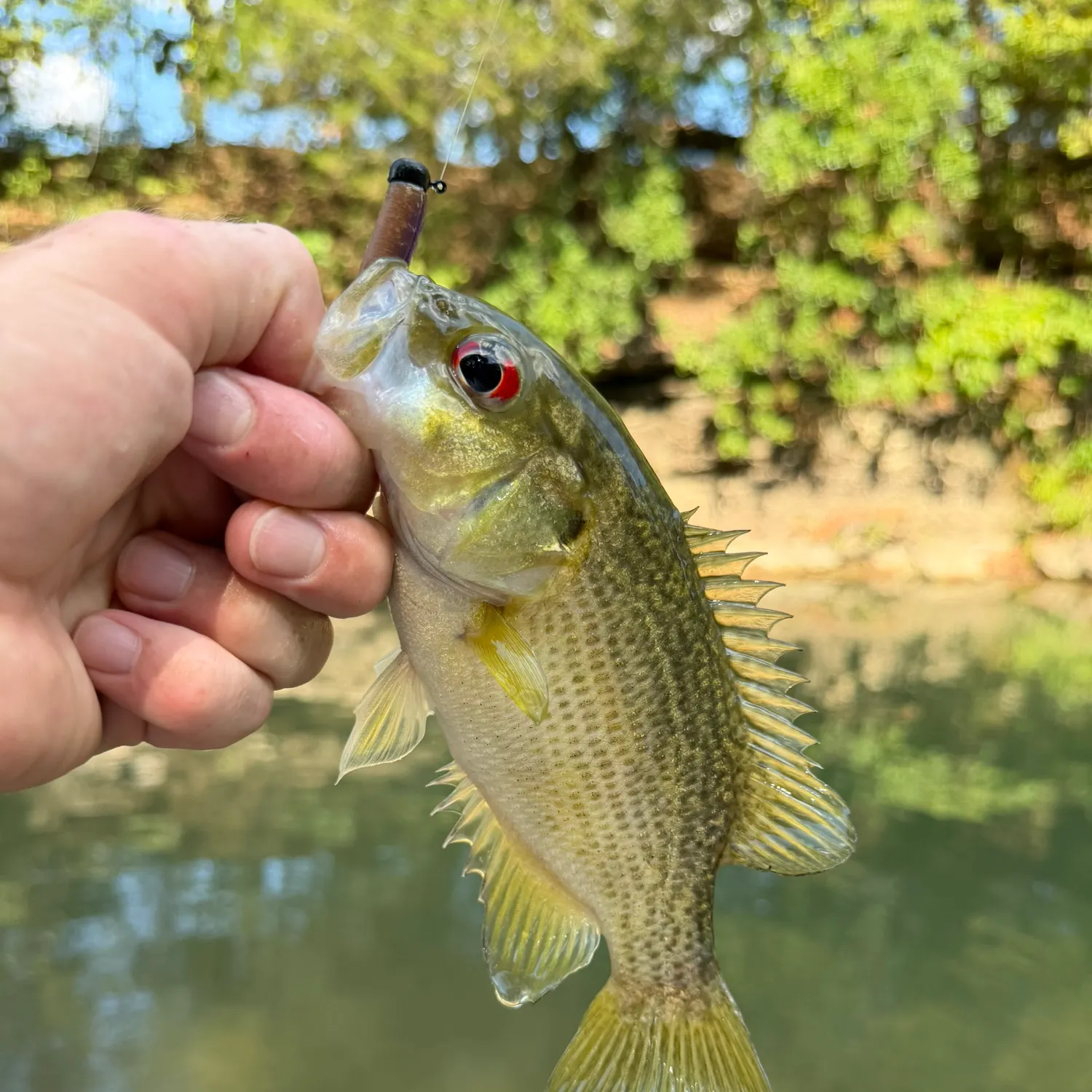 Rock bass caught on Fishbrain