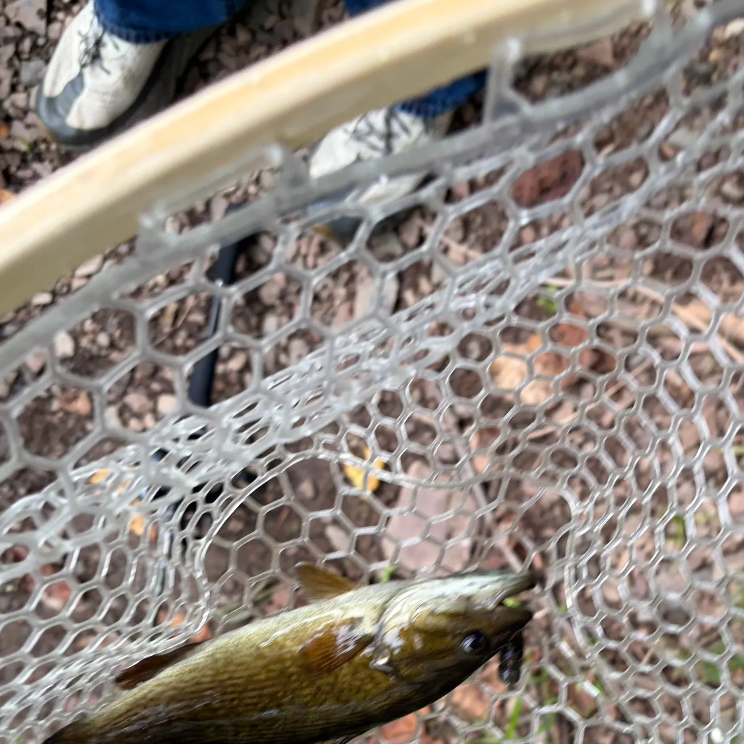 Smallmouth bass caught on Fishbrain