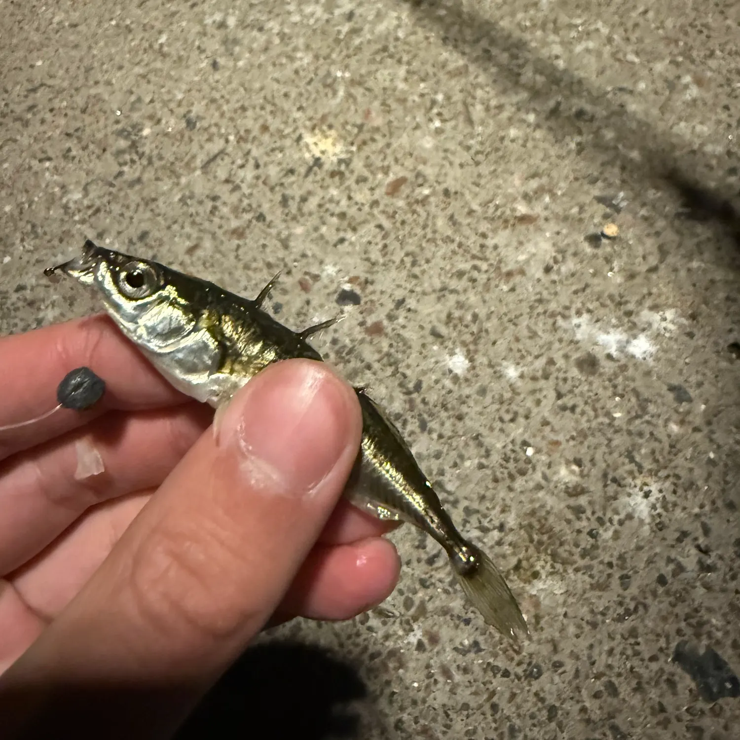 The most recent Three-spined stickleback catches on Fishbrain